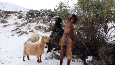 kar yagisi - Ağrı Dağı'ndaki yaylacılar geri dönüyor - IĞDIR Videosu