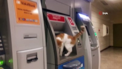 bankamatik -  ATM’ye çıkan sevimli kedi ilgi odağı oldu Videosu