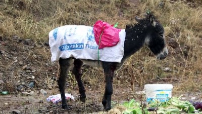 Bingöl'de bir aracın çarptığı eşek, üniversitedeki klinikte tedavi edilecek