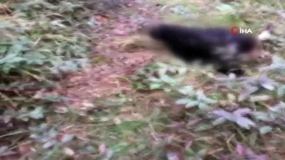  Hayvan hırsızlarından vahşet