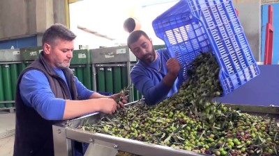 gida sektoru - İtalya'dan zeytin sıkma makinesi istedi, gelmeyince kendisi üretti - İZMİR  Videosu