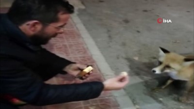  Tilkiye elleriyle kek yedirdi 