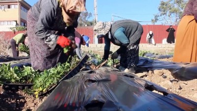 siginma - Yayladağı çileği ihracat yolunda - HATAY  Videosu