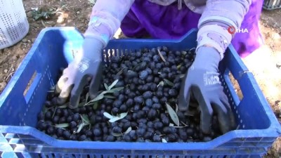 zeytin agaci -  Zeytin hasadının sürdüğü Manisa’da üretici fiyattan dertli Videosu