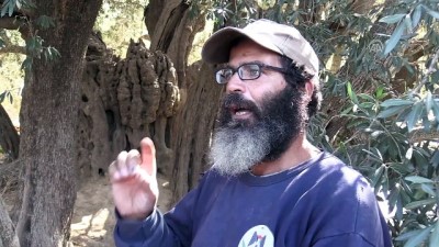 zeytin agaci - 5 bin yıllık zeytin ağacı Filistin'de işgale meydan okuyor - BEYTÜLLAHİM  Videosu
