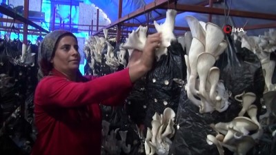 yakin plan -  Genç Çiftçi projesiyle üretilen mantarlar gelir kapısı oldu  Videosu