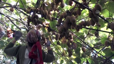 soguk hava deposu - Kivi hasadı başladı - YALOVA  Videosu