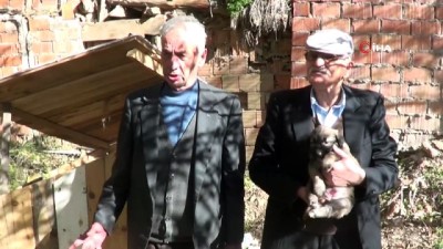 marangoz ustasi -  Sandıklı’da mahalleli sokak köpeklerini sahiplendi  Videosu