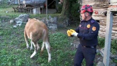  Tütün mahzenine düşen 2 büyükbaş hayvanı itfaiye kurtardı 