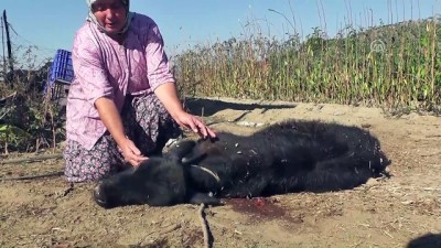 buyukbas hayvanlar - Ahırdaki hayvanlara saldıran köpeklere karşı tüfekli nöbet - İZMİR  Videosu