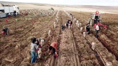  Ahlat patatesi üreticinin yüzünü güldürüyor 