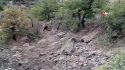  Avcılar tarafından vurulan yaralı ayı, kurtarılamadı 