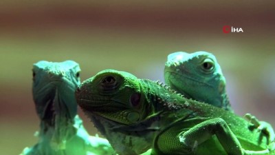 iguana -  Görenleri şaşkına çeviren olay...47 yavrusu birden oldu  Videosu