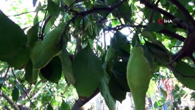  Limon ağacı biber görünümlü meyve verdi 