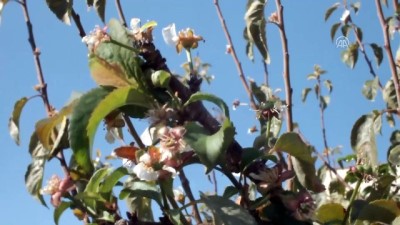 Mersin'de erik ağaçları çiçek açtı - MERSİN 