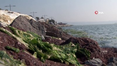 korfez -  İzmir Körfezi’ndeki deniz marulları temizlendi  Videosu