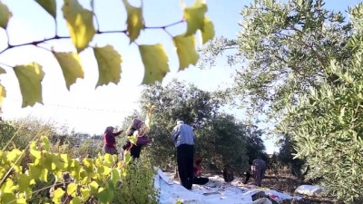 organik tarim - Zeytinin, 'yağ'a dönüşüm yolculuğu - KAHRAMANMARAŞ  Videosu