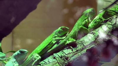 hayvanat bahcesi - 47 iguana yavrusuna özenle bakıyorlar - BURSA  Videosu