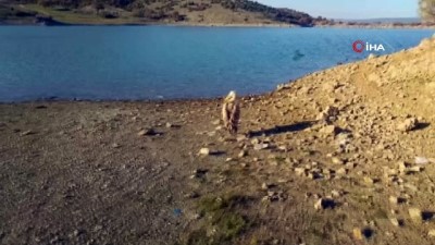 balik avi -  Yaralı pelikan tedavi altına alındı  Videosu