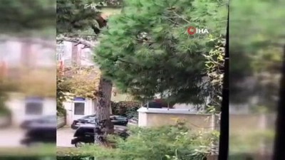  Kadıköy'de köpeğe şiddet kamerada