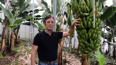  Muz fiyatları üreticisini üzdü 