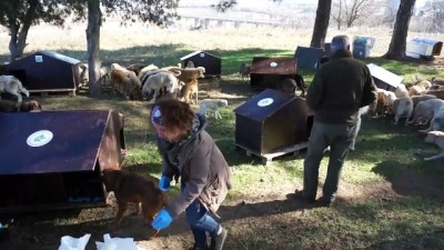 Sokaktaki canlara sıcak yuva - EDİRNE