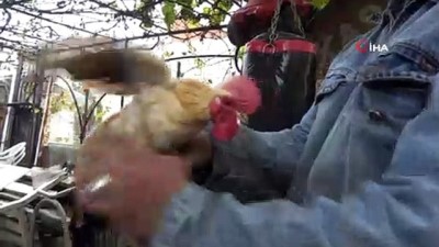 sus tavugu -  Tavukları podyuma hazırlıyor  Videosu