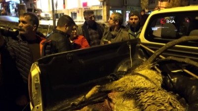 dag kecisi -  Dağ keçisini vuran 2 şahsa  adli işlem yapıldı Videosu