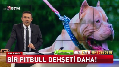 Pitbull saldırırsa ne yapmalı?