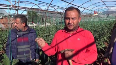 elektrik diregi -  Devrilen elektrik direği sera ve içindeki ürünlere zarar verdi  Videosu