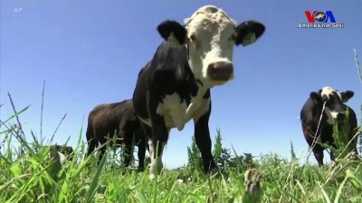 Gıda Sektörünü Değişterecek Gen Düzenleme Tekniği