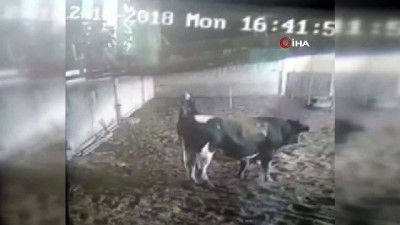  Kızgın boğa sahibine böyle saldırdı 