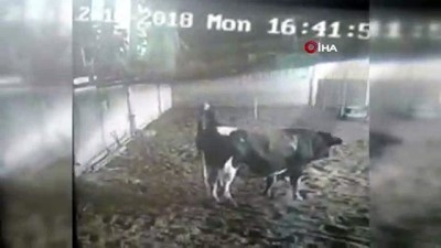  Kızgın boğanın sahibi konuştu 