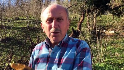 Şiddetli rüzgar - SAMSUN/ORDU/GİRESUN