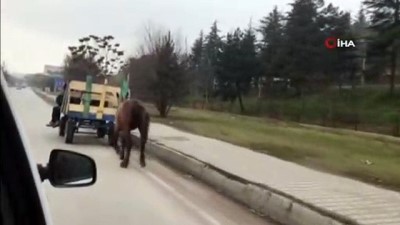 serzenis -  At arabasına bağlı atın zorlu yolculuğu  Videosu
