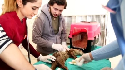 dogal yasam alani - Bacağı kırık su samurunu kutuyla hastane önüne bırakmışlar - SAMSUN  Videosu