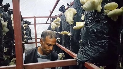 mantar toplama - Engelli çoban, devlet desteğiyle üretici oldu - OSMANİYE  Videosu