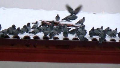 ay yildiz - Yozgat'ta esnaf güvercinleri aç bırakmıyor  Videosu