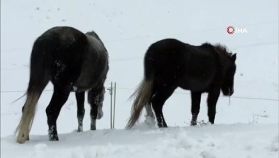 kinali -  Karla beyaza bürünen doğada kınalı keklik ve atlar yiyecek aradı  Videosu