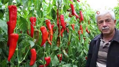 hava sicakligi -  Oluşan sis çiftçileri sevindiriyor  Videosu