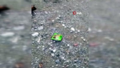 hayvan severler -  - Tokat’ta 4 kopek yol ortasında ölü bulundu  Videosu