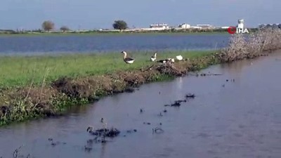 tarim arazisi -  Amik Ovası sular altıda kaldı Videosu