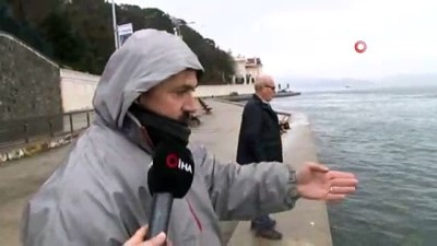 olta -  - Tarabya sahilinde ölü yunus balığı bulundu  Videosu