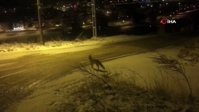 kar yagisi -  Bayburt’ta aç kalan tilki şehir merkezine indi  Videosu