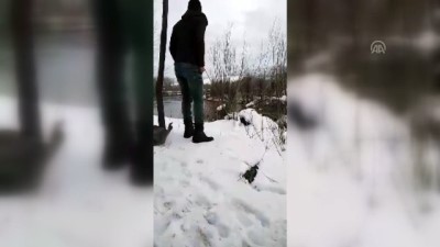 yaban kecisi - 'Beyaz kürklü gelincik' vatandaşın kamerasına yakalandı - TUNCELİ Videosu