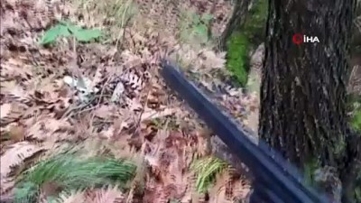 gezin -  Kendisine saldıran domuzu son anda böyle vurdu  Videosu