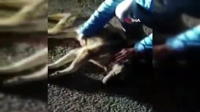 kopek katliami - Başkent’te köpek katliamı: 8 sokak köpeği zehirlendi Videosu