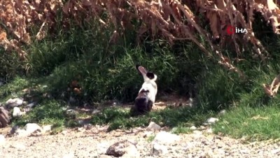 gocmen kus -  Gölün ortasındaki ada 'tavşanlara' ev sahipliği yapıyor...Tavşanlı Ada havadan böyle görüntülendi  Videosu