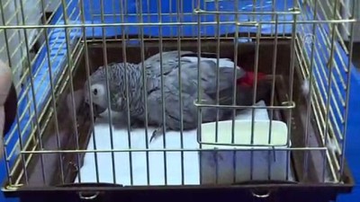 rontgen - Şiddete uğrayan papağan tedavi altına alındı - İSTANBUL  Videosu