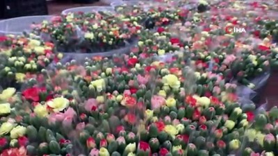 ihracat rakamlari -  Avrupa'nın çiçeği Antalya'dan  Videosu